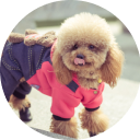 Одяг та взуття для собак