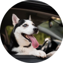 Будиночки, Будки, Манежі